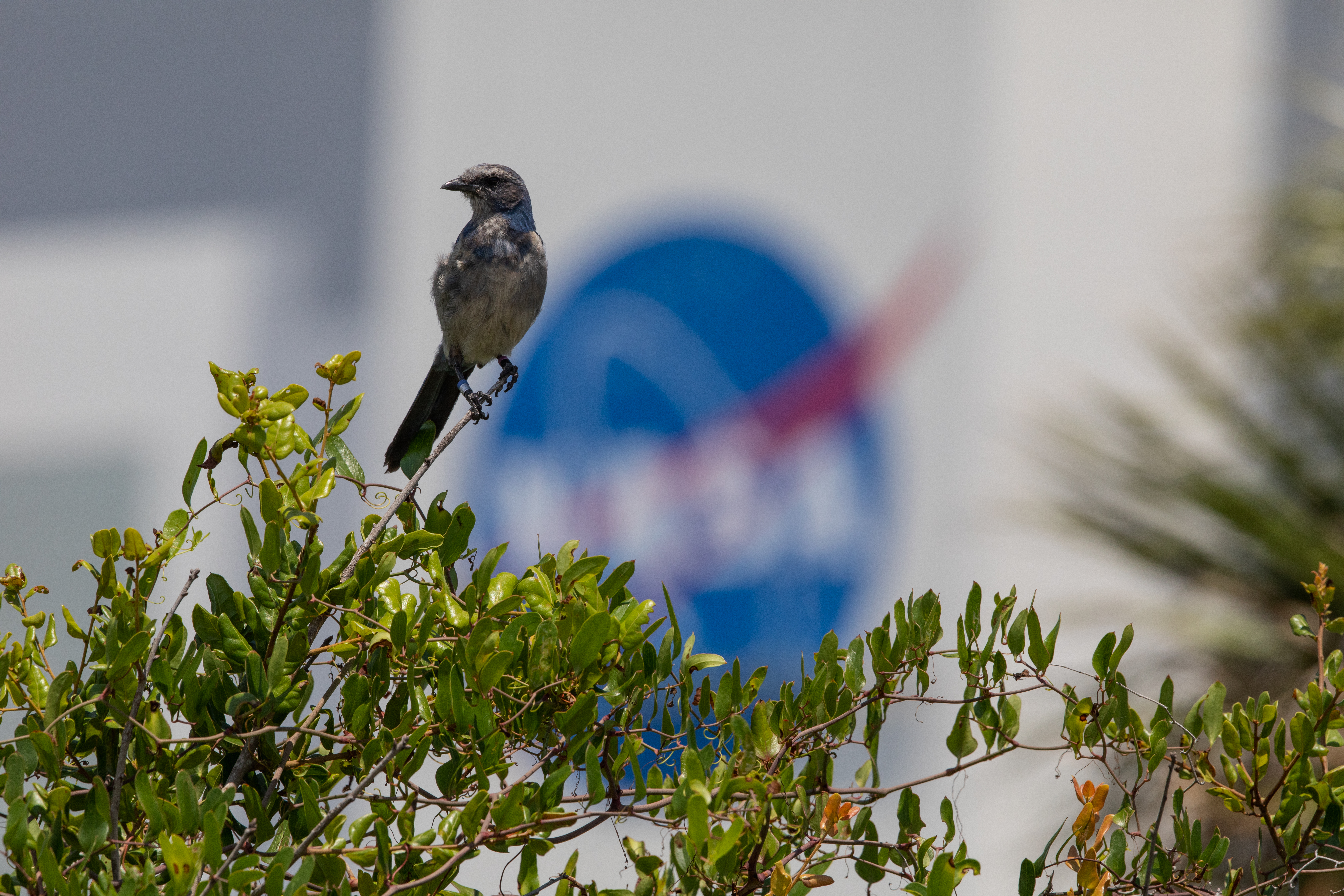 A small, gray bird perches on a thin, leafless branch. Its head is turned to the left. There are leaves on the other branches in view at the bottom of the photo. The NASA meatball logo is in the background, out of focus.